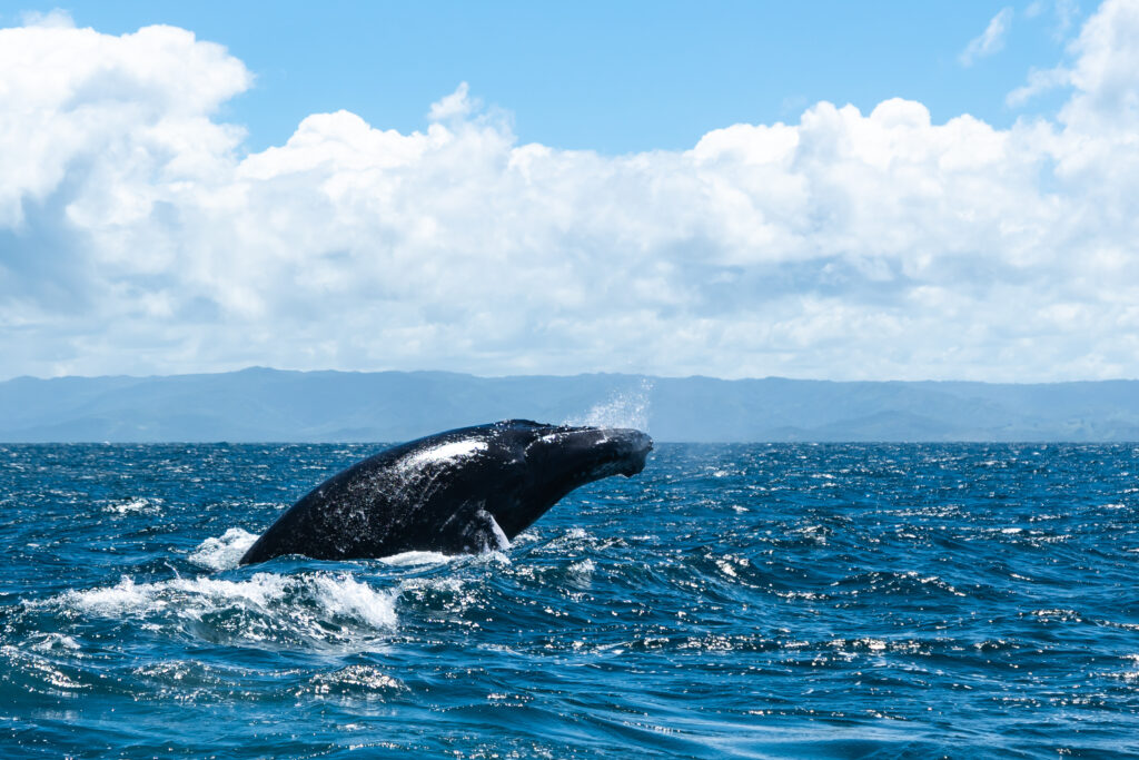 Whale Watching in Samana: An Unforgettable Experience
